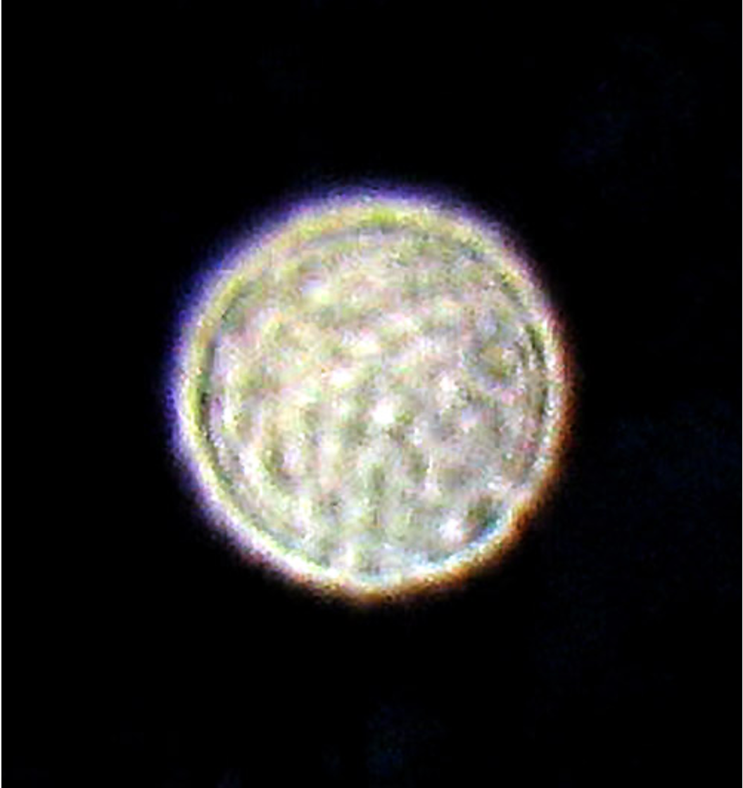 Copyright Al & Patt Harris. A slight enlargement from the original, unedited frame. Nearly all the orbs in our photos have a solid, three-dimential appearance with a surface that looks pocked like a golf ball.